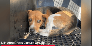 NIH Closing Animal Experiment Lab Accused Of Killing Thousands Of Beagles